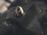 Nanometric precision allowes the spikes to be inserted just in the smack middle of a nop